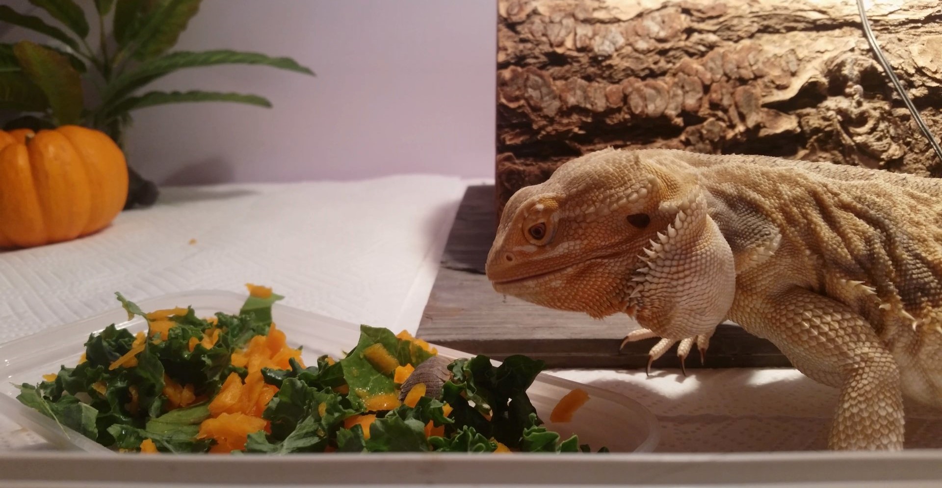 Picture of a Bearded Dragon.